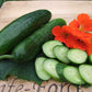 Cucumber, Lebanese - LifeForce Seeds