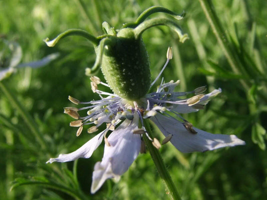 Cumin, Black - LifeForce Seeds