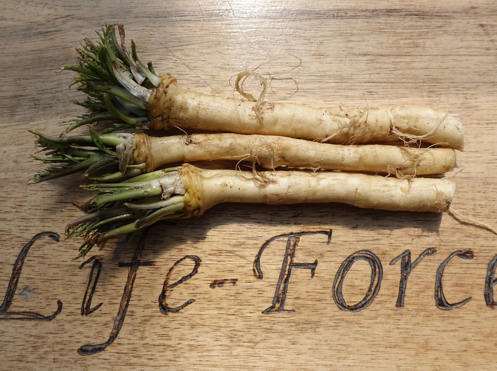 Horseradish crown x 2 - LifeForce Seeds