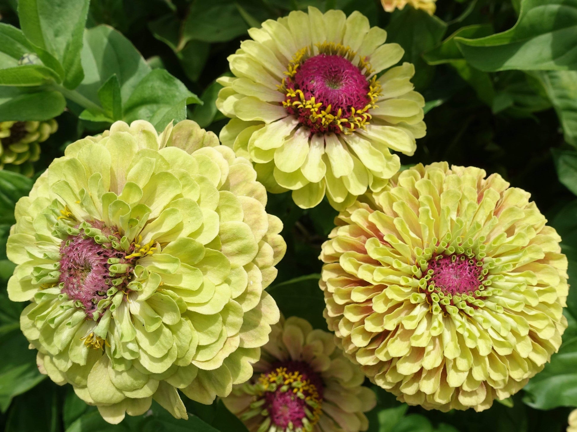 Zinnia, Queen Lime Blush - LifeForce Seeds