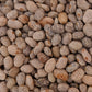 Bean Bush Blue Speckled Tepary - LifeForce Seeds