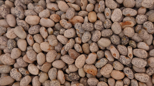 Bean Bush Blue Speckled Tepary - LifeForce Seeds