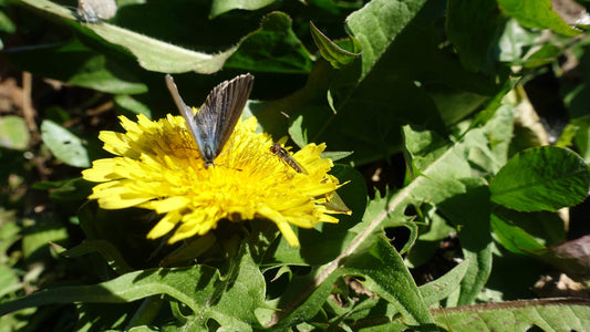 Dandelion 'common' - LifeForce Seeds