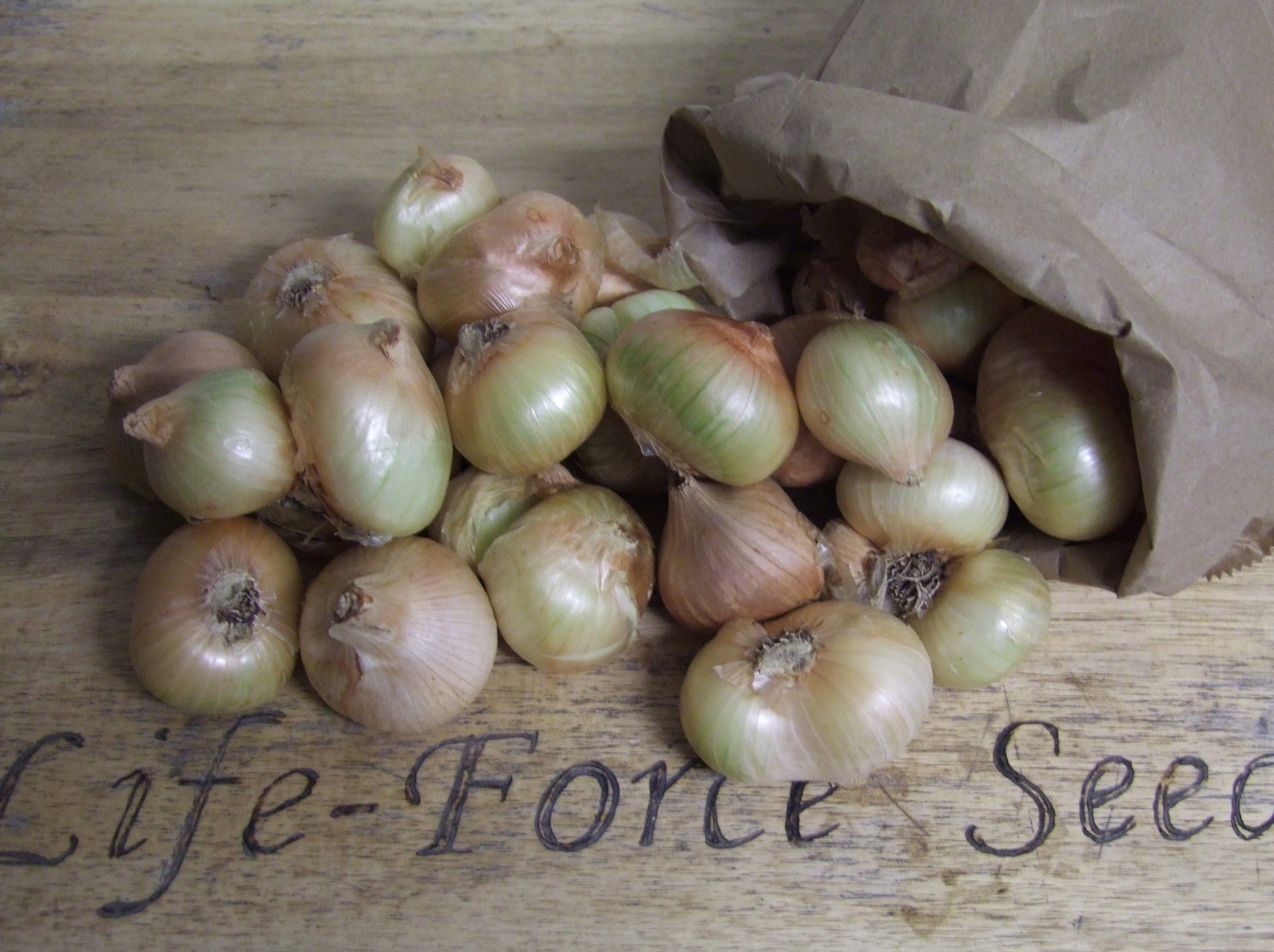Potato onion bulbs - LifeForce Seeds