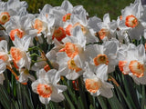 Daffodil, Pink Charm x 5 bulbs - LifeForce Seeds