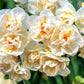 Daffodil, Sir. Winston Churchill  x 5bulbs - LifeForce Seeds