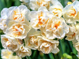 Daffodil, Sir. Winston Churchill  x 5bulbs - LifeForce Seeds