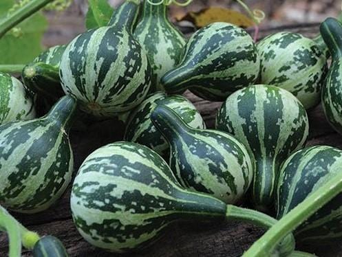 Gourd, Dancing / Tennessee Spinning - LifeForce Seeds