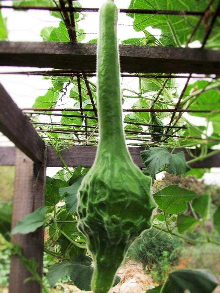 Gourd, Dinosaur - LifeForce Seeds