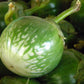 Eggplant, Thai Green Round - LifeForce Seeds