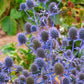 Eryngium Planum Blue Glitter - LifeForce Seeds