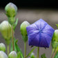 Balloon Flower Astra Blue - LifeForce Seeds