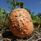 Pumpkin, Galeux D'eysines - LifeForce Seeds