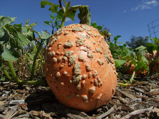 Pumpkin, Galeux D'eysines - LifeForce Seeds