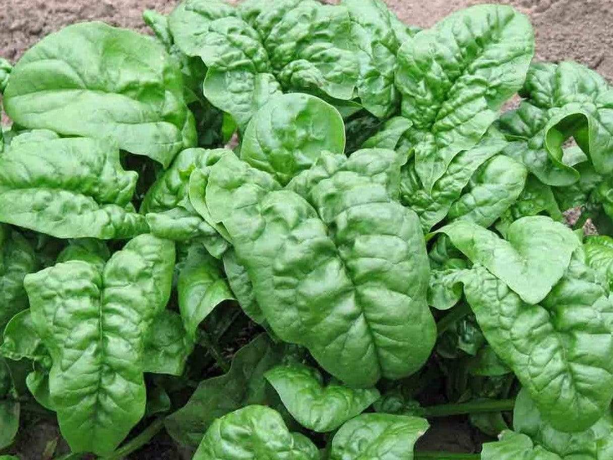 Spinach Giant Noble - LifeForce Seeds