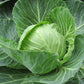 Cabbage Golden Acre - LifeForce Seeds