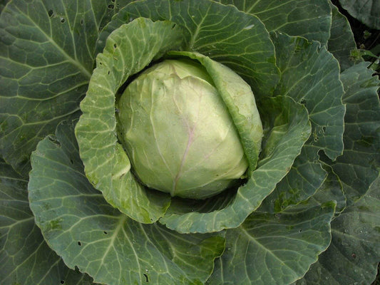 Cabbage Golden Acre - LifeForce Seeds