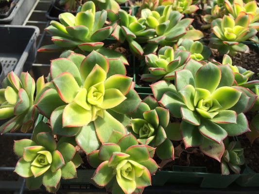 Aeonium haworthii tricolour- Kiwi - LifeForce Seeds