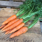 Carrot, All Seasons - LifeForce Seeds
