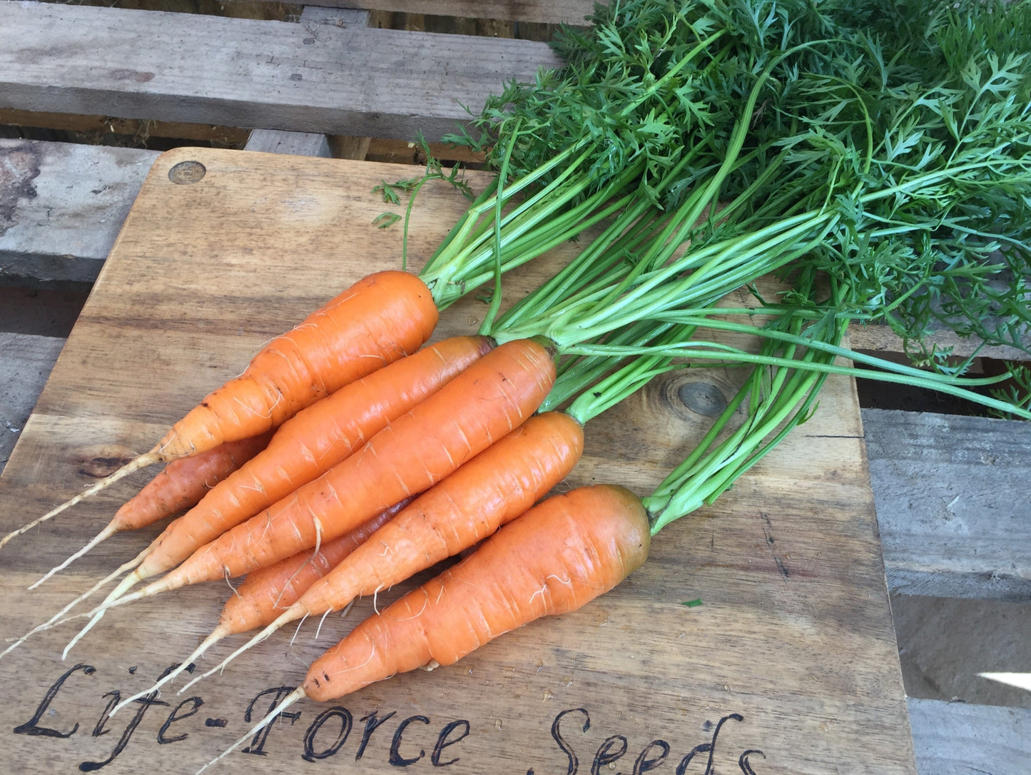 Carrot, All Seasons - LifeForce Seeds