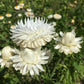 Strawflower, White - LifeForce Seeds