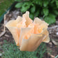 California poppy Pink Champaign - LifeForce Seeds