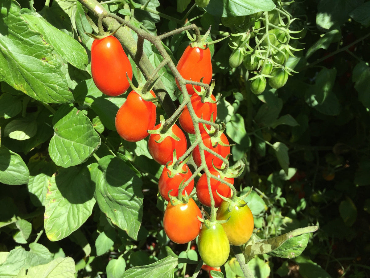 Tomato Mini Roma Tomato, Mini Roma Truss – LifeForce Seeds
