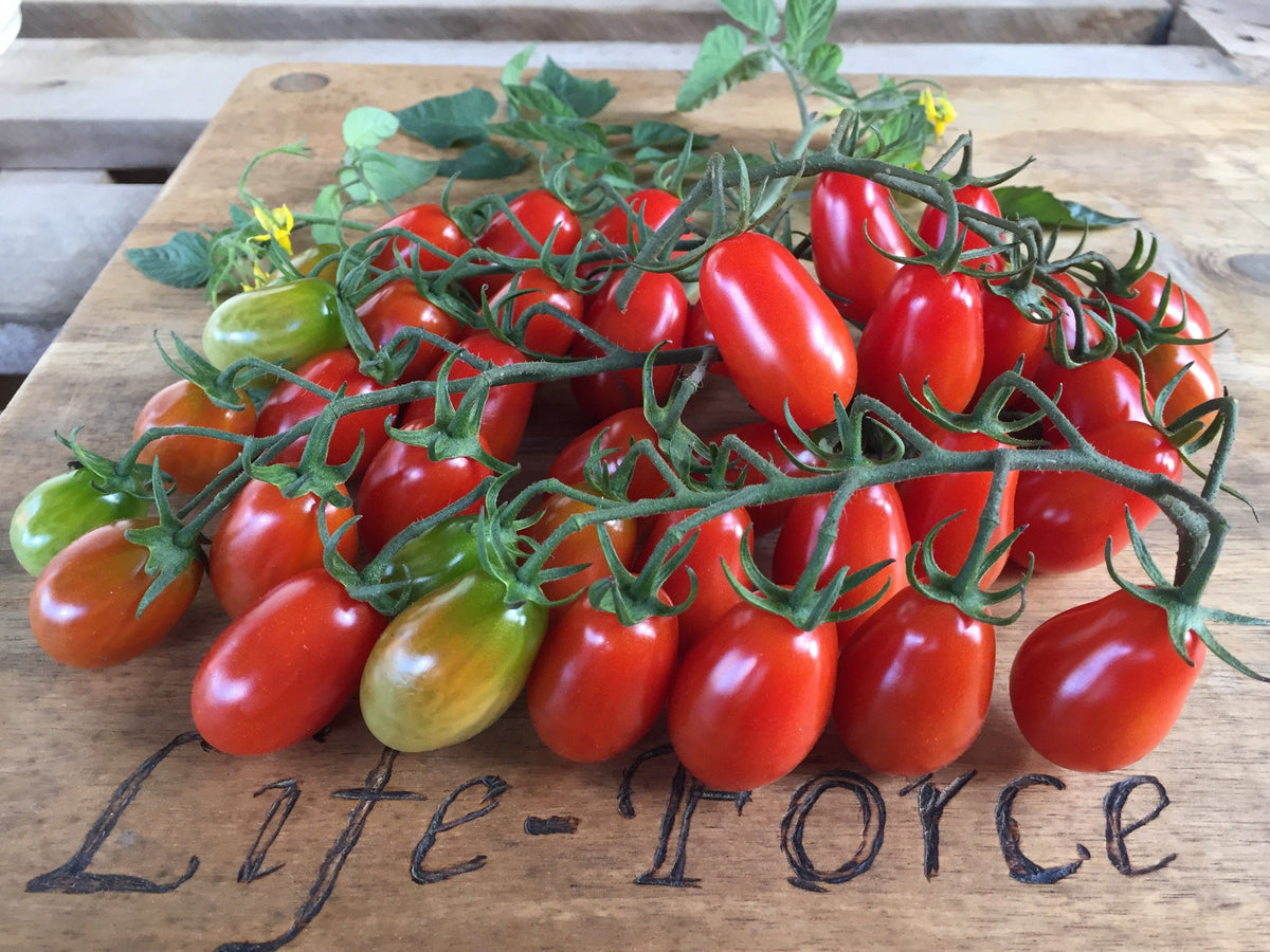 Tomato Mini Roma Tomato, Mini Roma Truss – LifeForce Seeds