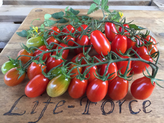 Tomato, Mini Roma Truss - LifeForce Seeds