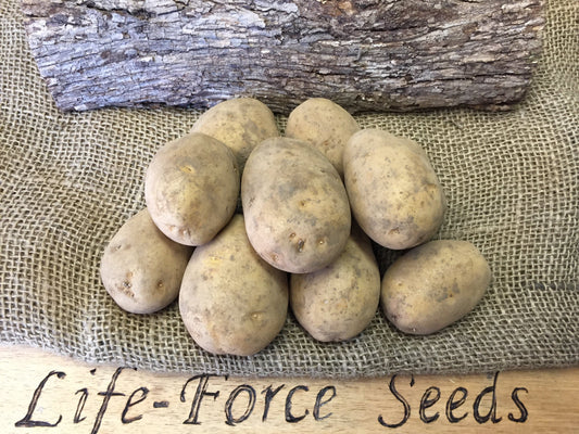 CERTIFIED SEED POTATO DUTCH CREAM (1Kg tubers) - LifeForce Seeds