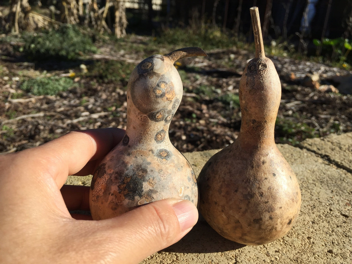 Gourd, Mini Bottle - LifeForce Seeds