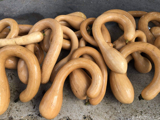 Zucchini, Tromboncino - LifeForce Seeds