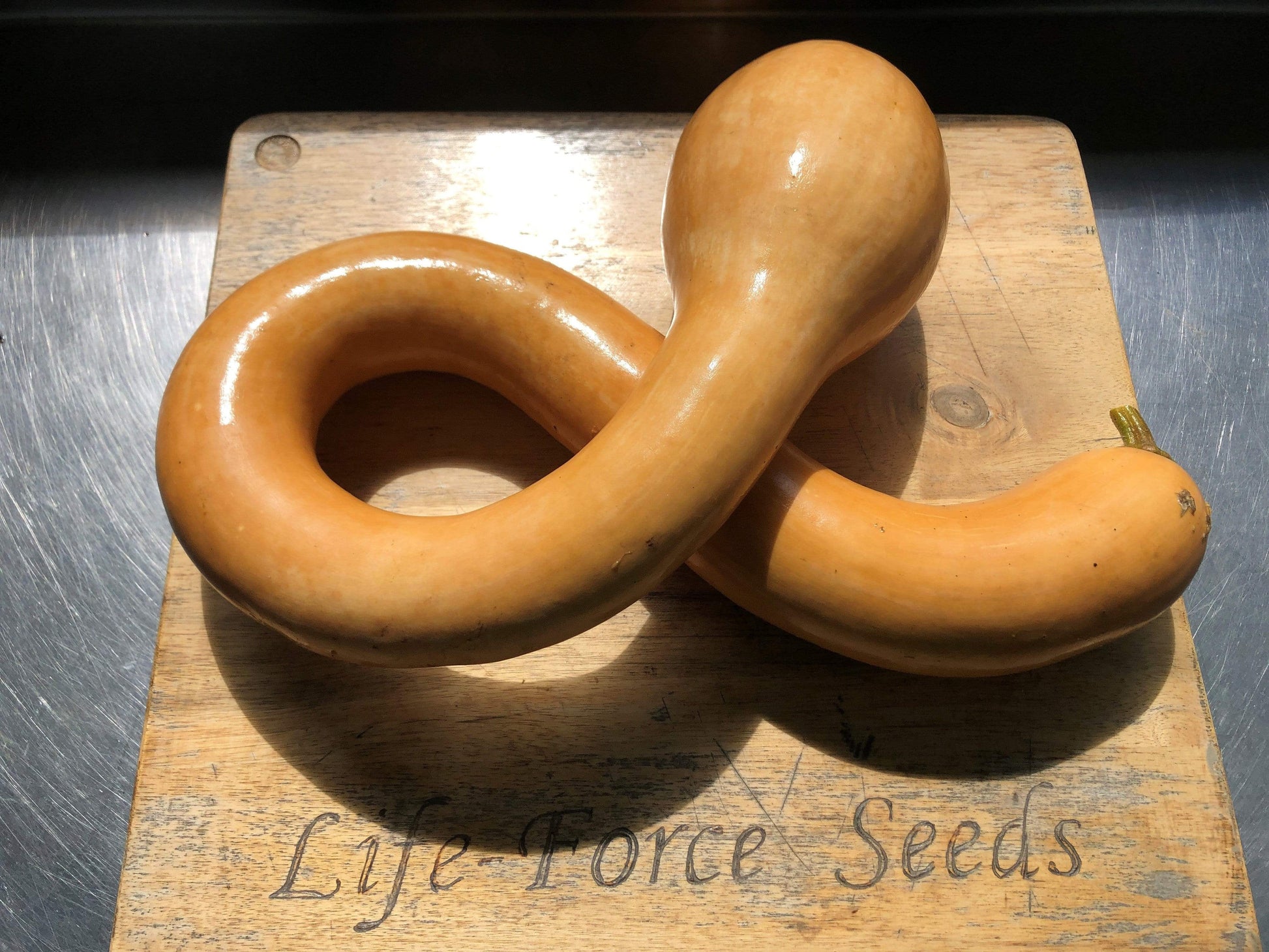 Zucchini, Tromboncino - LifeForce Seeds