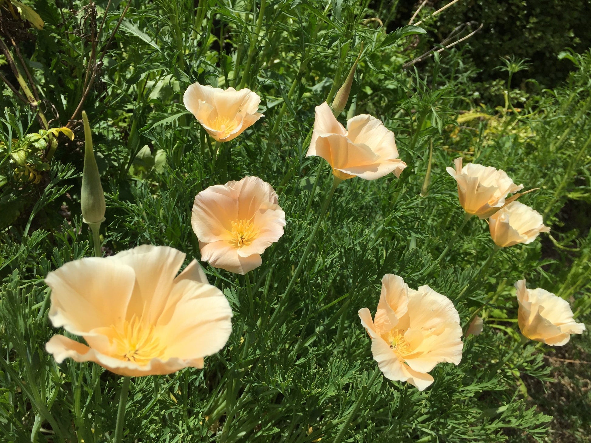 California poppy Pink Champaign - LifeForce Seeds
