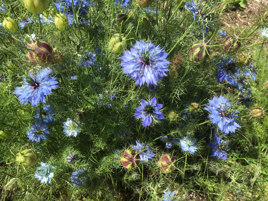 Nigella damascene, Miss Jackll - LifeForce Seeds