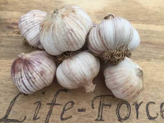 Garlic Xian (3 bulbs) - LifeForce Seeds
