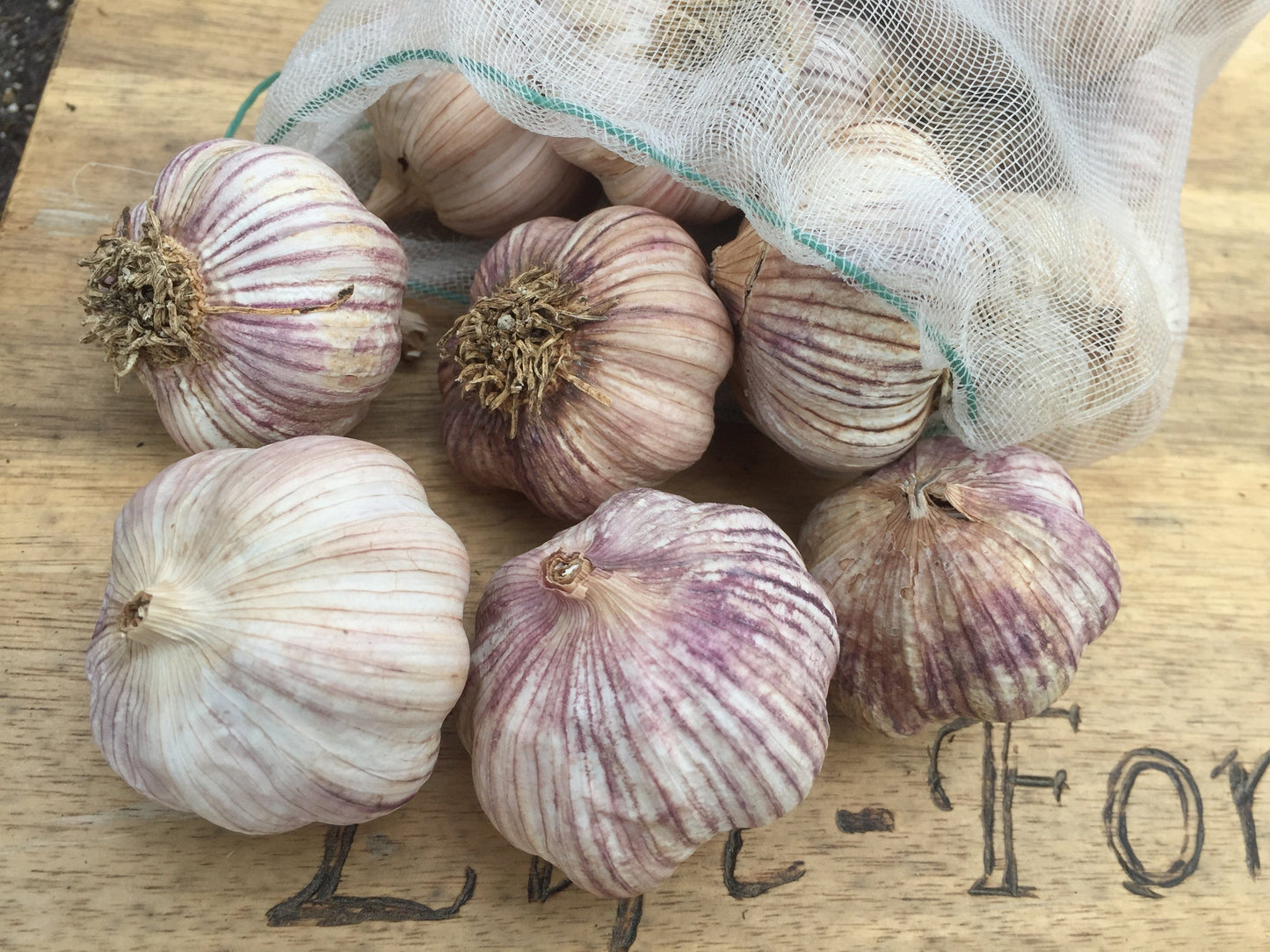 Garlic Japanese Red (3bulbs) - LifeForce Seeds