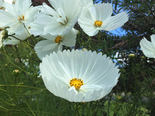 Cosmos Cupcakes White - LifeForce Seeds
