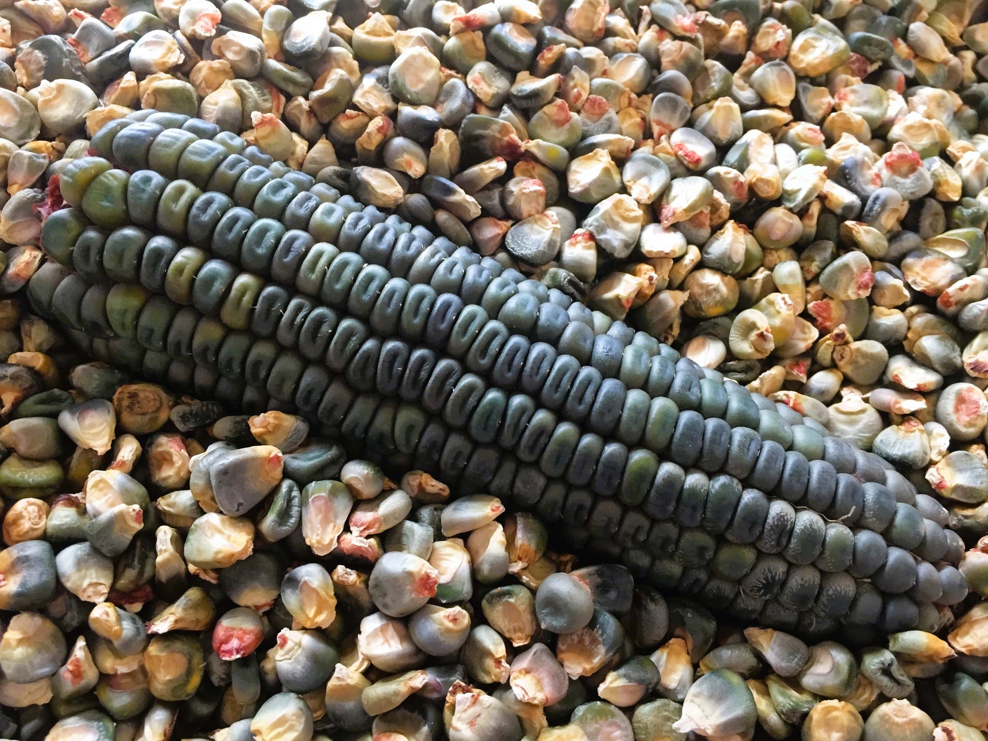 Corn Oaxaca Green - LifeForce Seeds