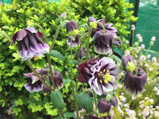 Aquilegia Double Pleat Blackberry - LifeForce Seeds