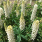Lupin Russell, Noble Maiden - LifeForce Seeds