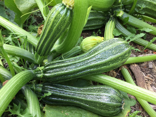 Zucchini,  Costata Romanesco - LifeForce Seeds