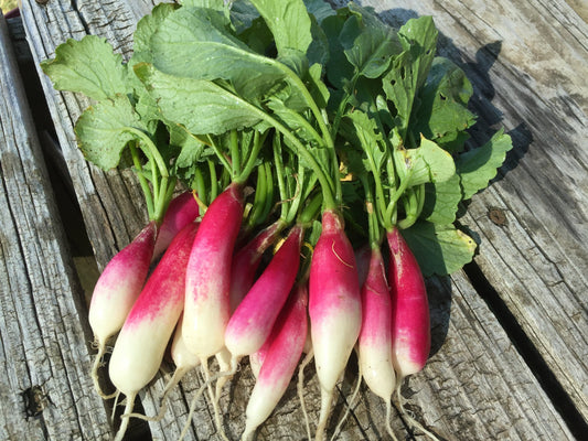 Radish, French Breakfast - LifeForce Seeds