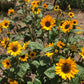 Sunflower Sonja - LifeForce Seeds