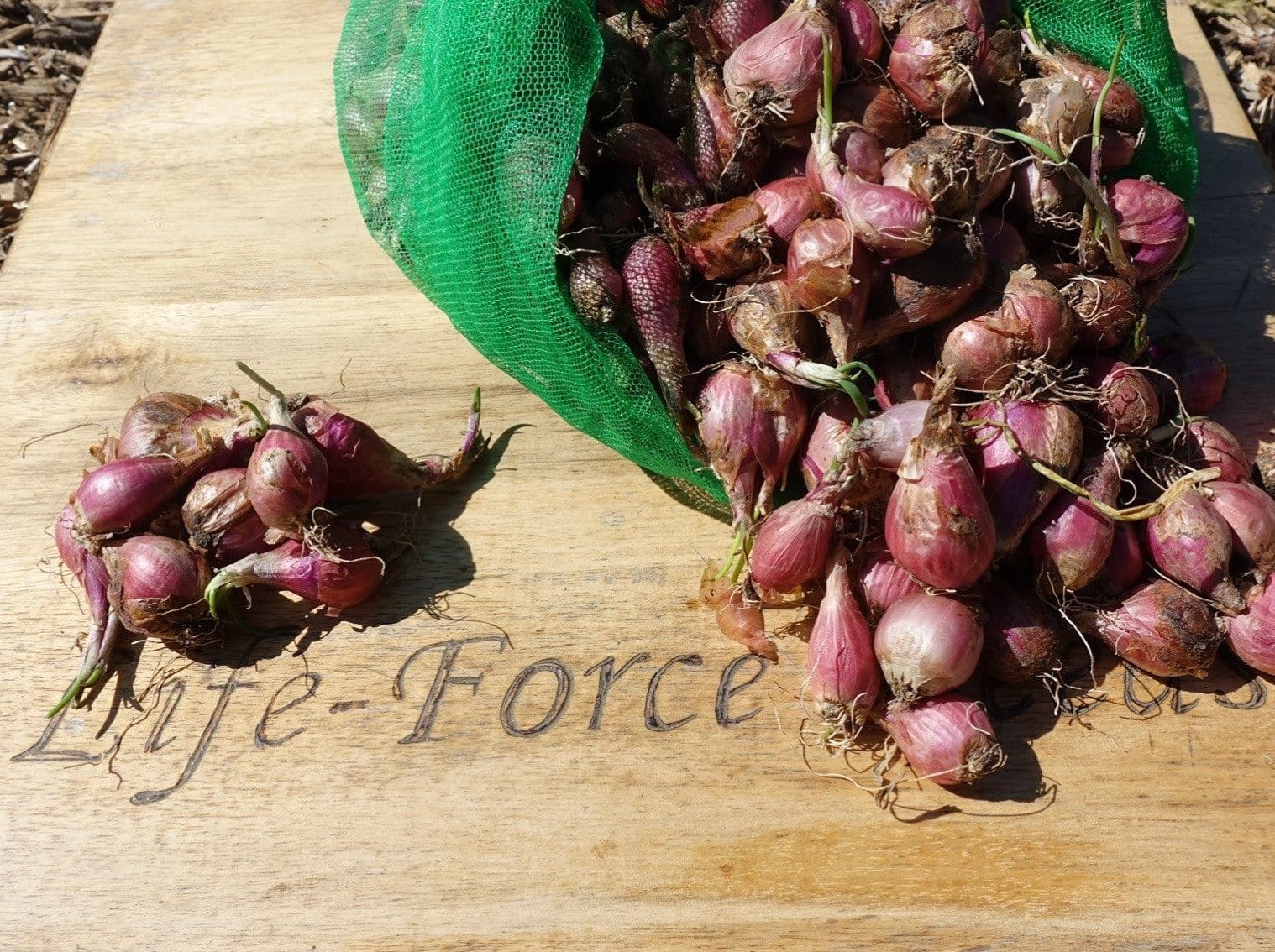 I`itoi onion bulbs - LifeForce Seeds