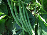 Bean Bush, Jade - LifeForce Seeds