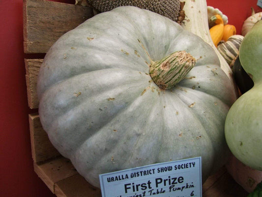 Pumpkin, Jarrahdale - LifeForce Seeds