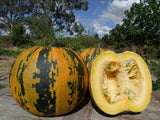 Pumpkin, Kakai Pepita - LifeForce Seeds