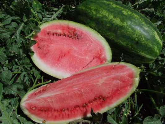 Watermelon, Klondike Blue Ribbon - LifeForce Seeds