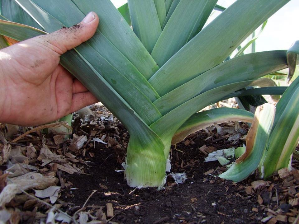 Leek Giant Carentan - LifeForce Seeds